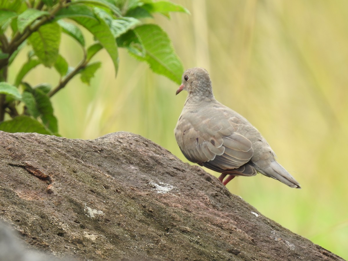 Common Ground Dove - ML644253902