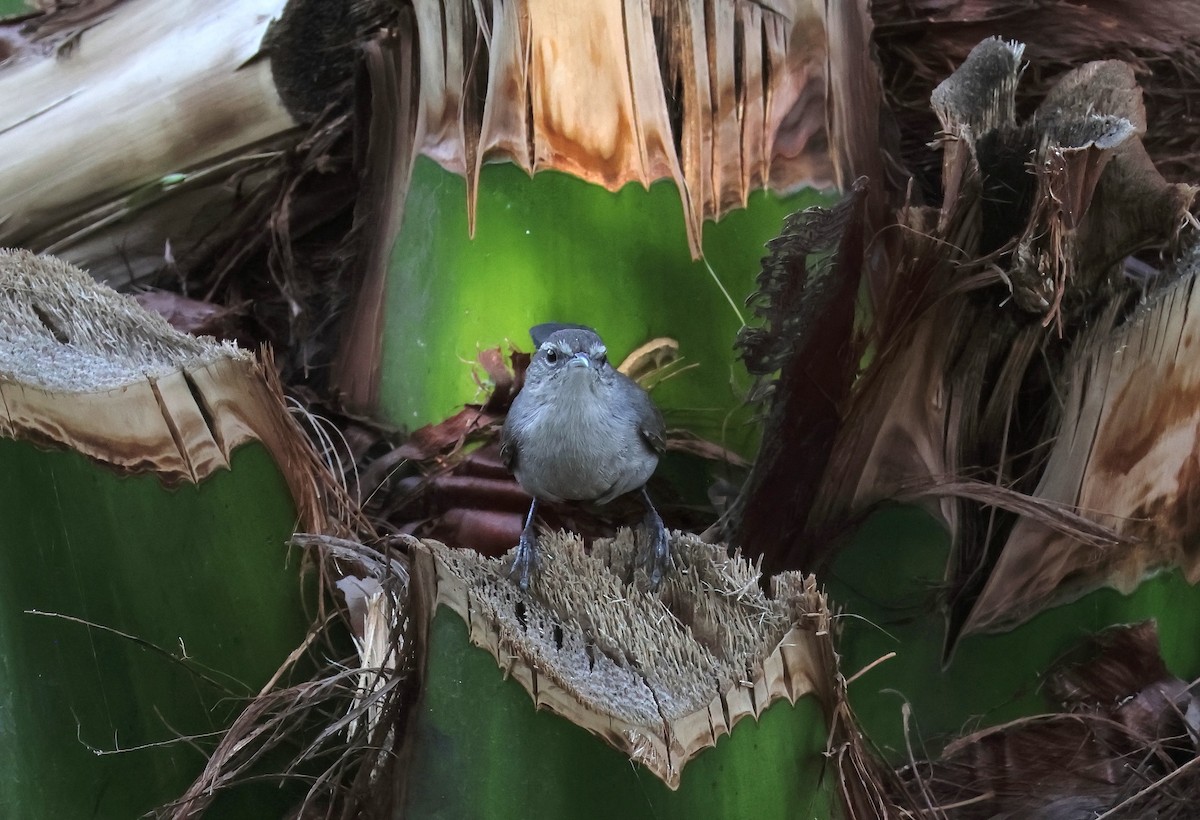 Підбуреник [група mexicanus] - ML644253906