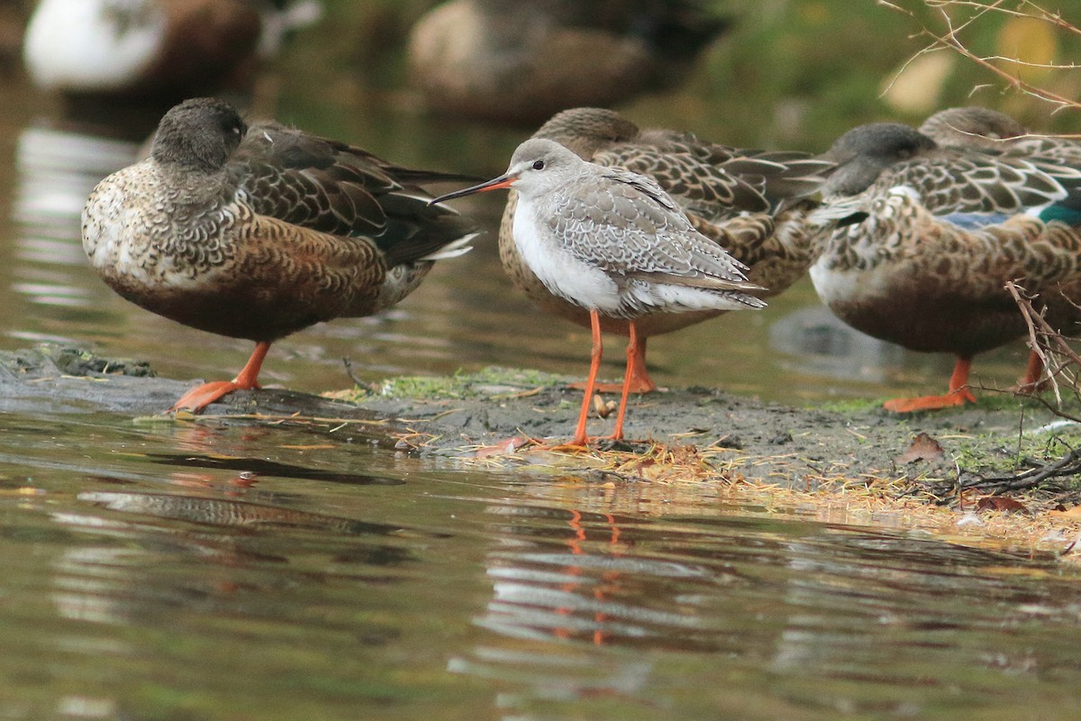 Spotted Redshank - ML644253923