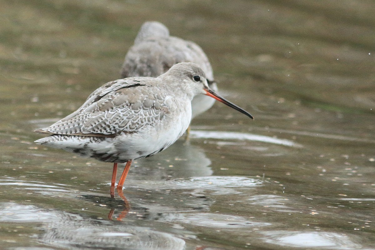Spotted Redshank - ML644253924