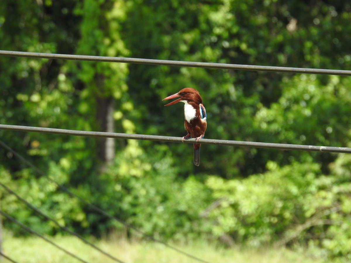 蒼翡翠 - ML644253930