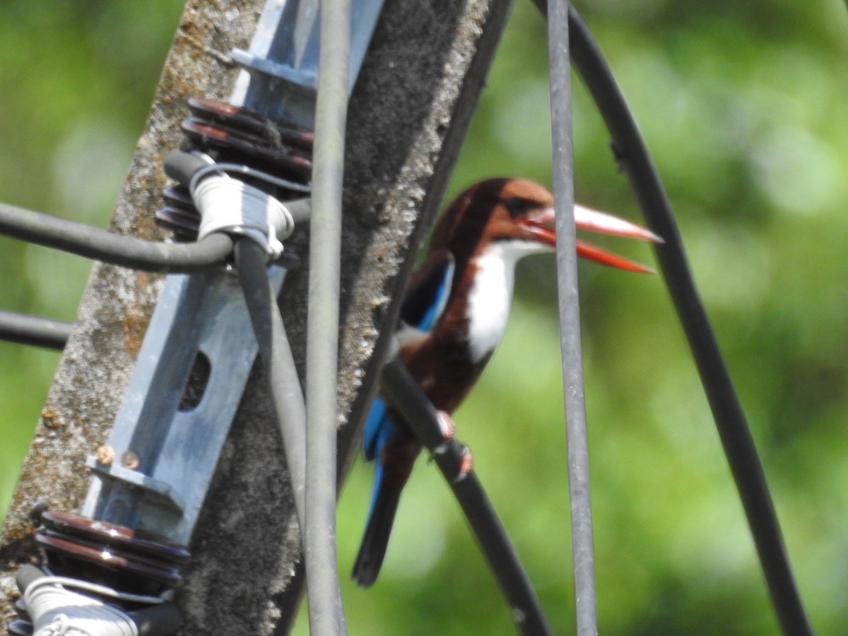 蒼翡翠 - ML644253931