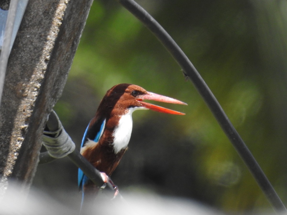 蒼翡翠 - ML644253933