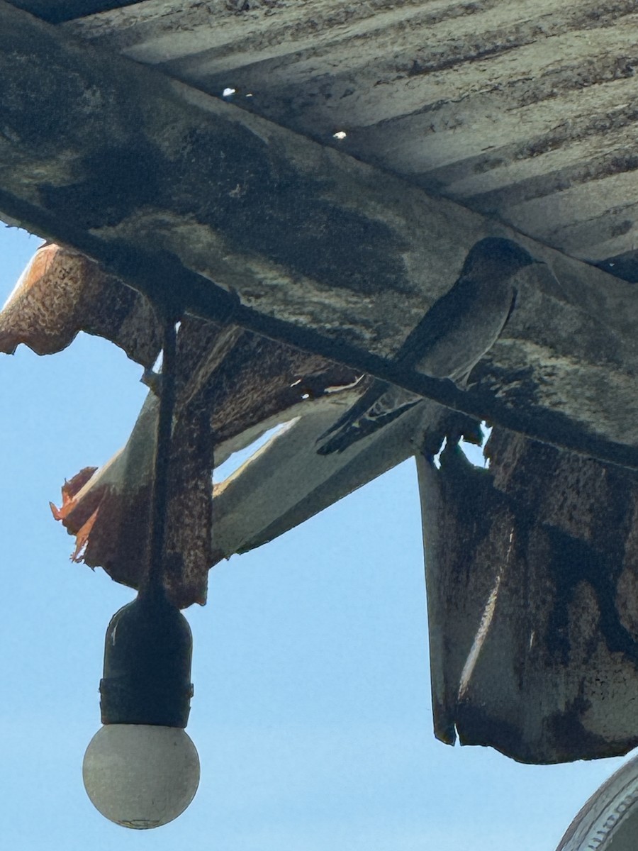 洋燕 - ML644253948