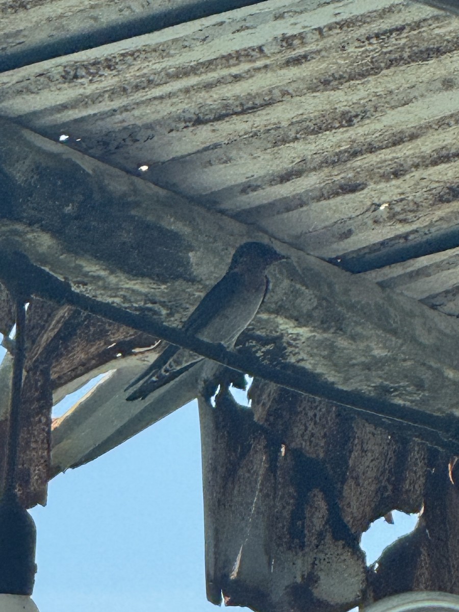 洋燕 - ML644253949