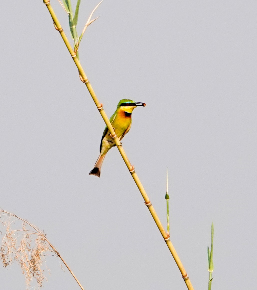 Бджолоїдка карликова - ML644253952