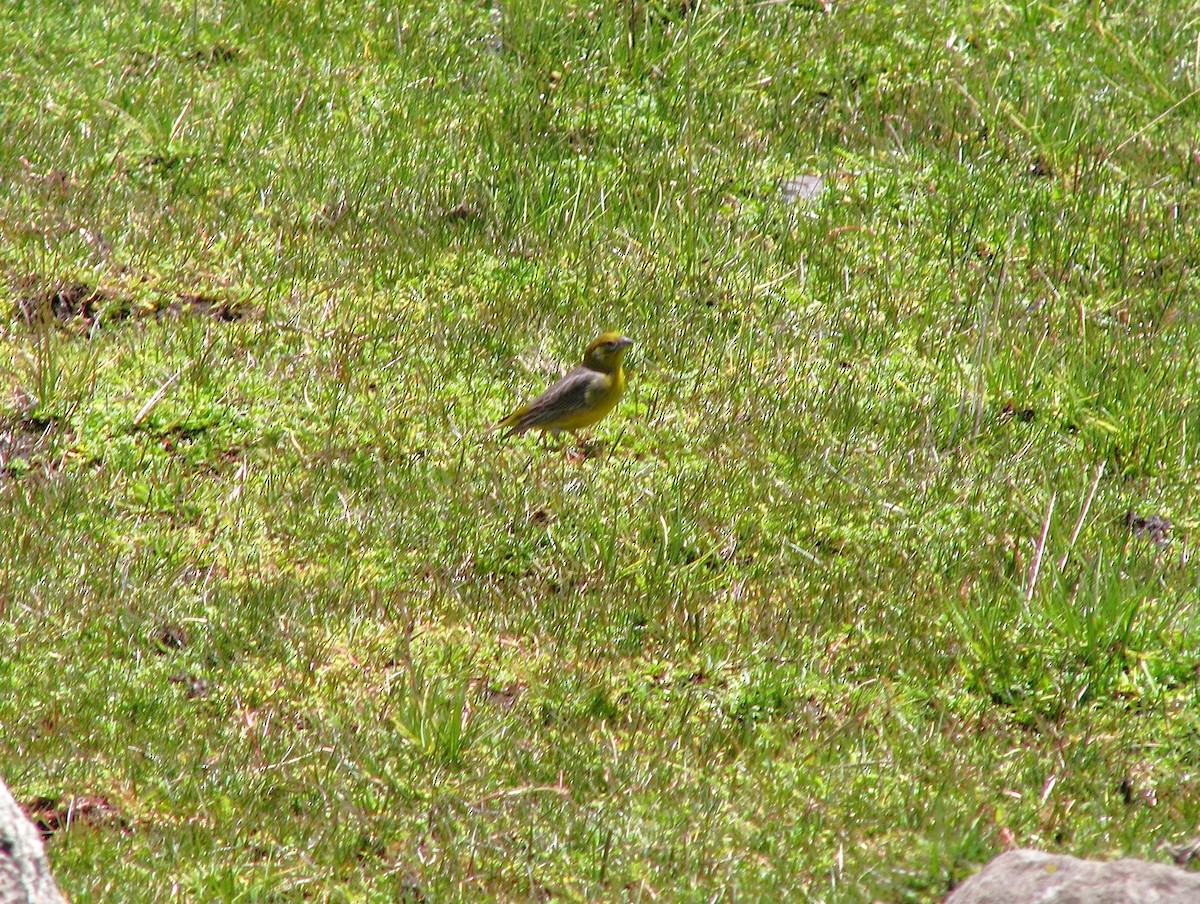 Bright-rumped Yellow-Finch - ML644253956