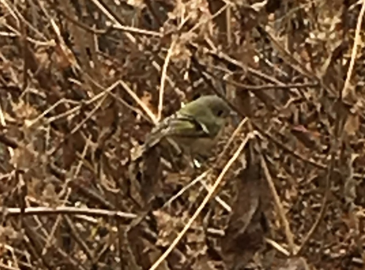 Ruby-crowned Kinglet - ML644253966
