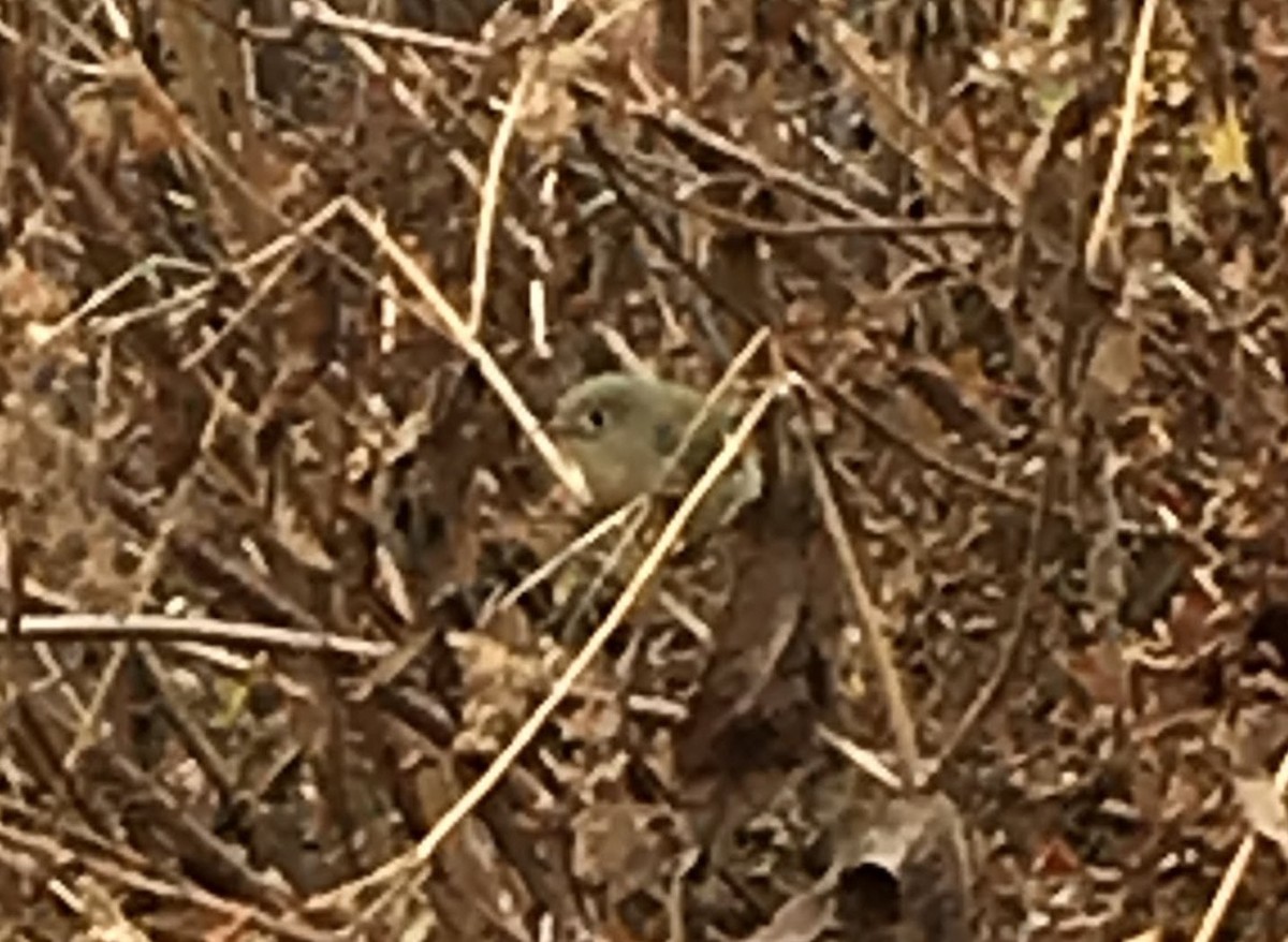 Ruby-crowned Kinglet - ML644253967