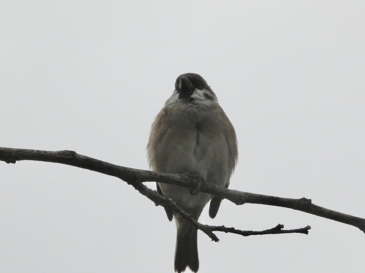 Ağaç Serçesi - ML644253997