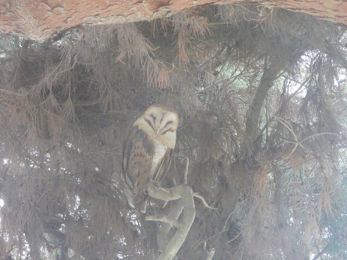 American Barn Owl - ML644254006