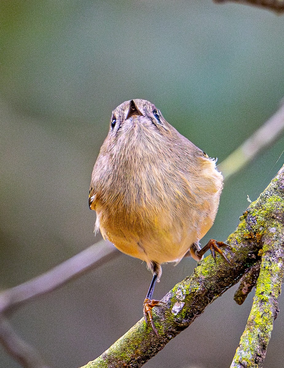 Ruby-crowned Kinglet - ML644254013