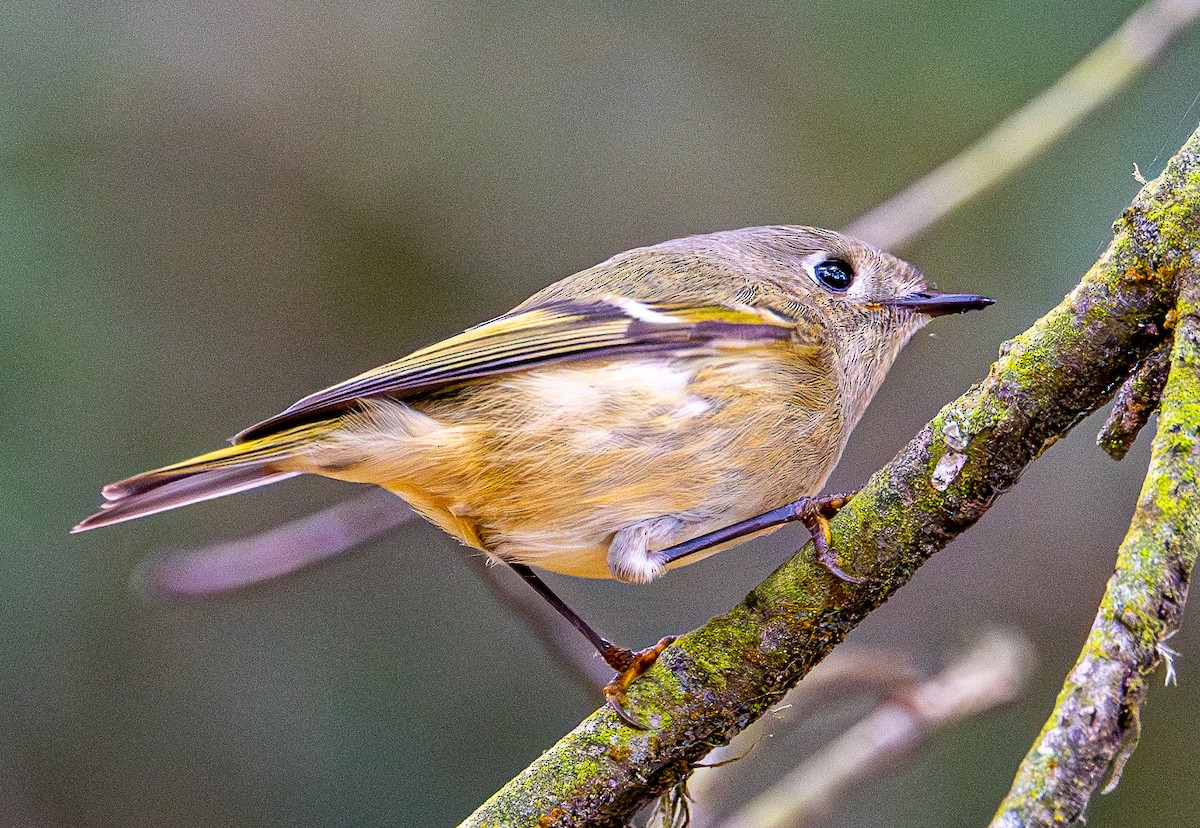 Ruby-crowned Kinglet - ML644254014