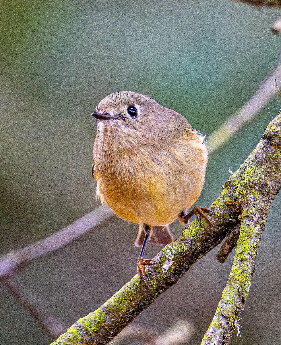 Ruby-crowned Kinglet - ML644254015