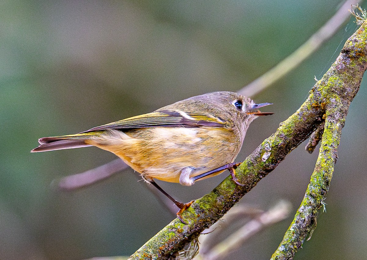 Ruby-crowned Kinglet - ML644254016