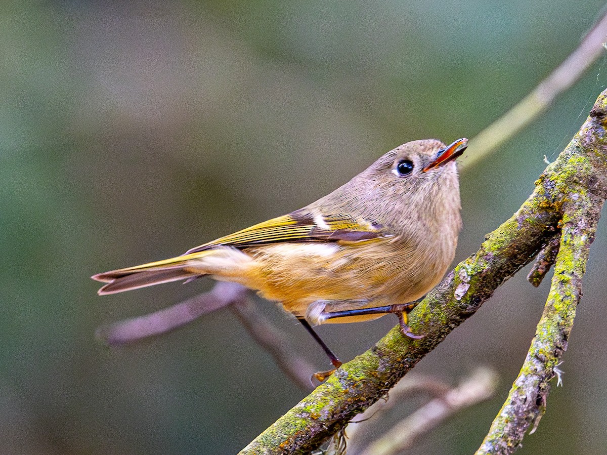 Ruby-crowned Kinglet - ML644254017