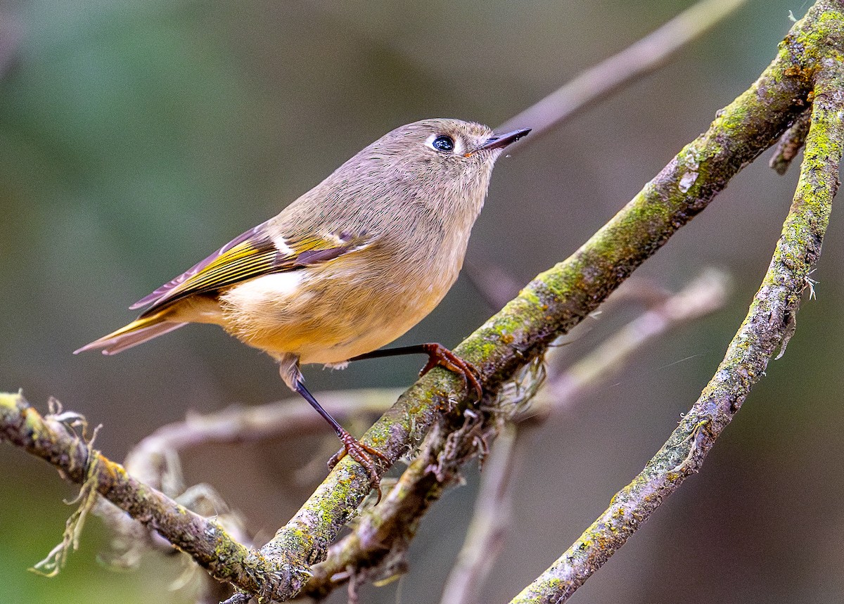 Ruby-crowned Kinglet - ML644254018