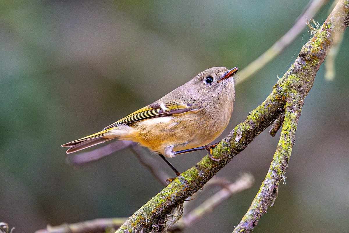 Ruby-crowned Kinglet - ML644254019
