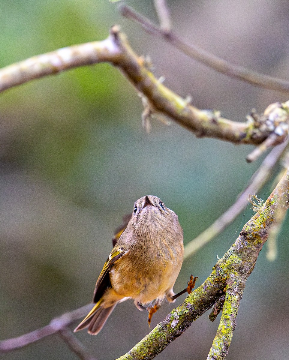 Ruby-crowned Kinglet - ML644254020