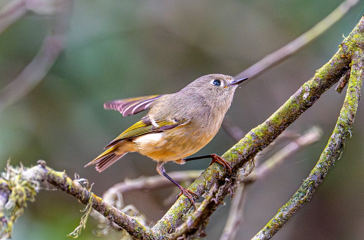 Ruby-crowned Kinglet - ML644254021