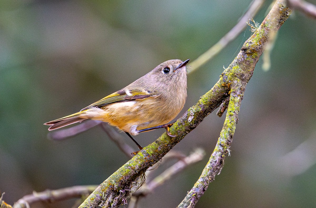 Ruby-crowned Kinglet - ML644254022