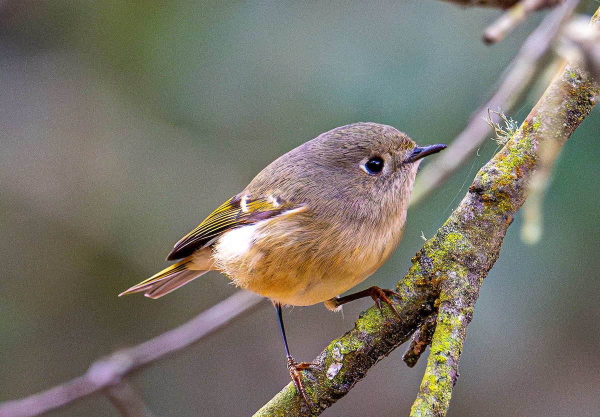 Ruby-crowned Kinglet - ML644254029