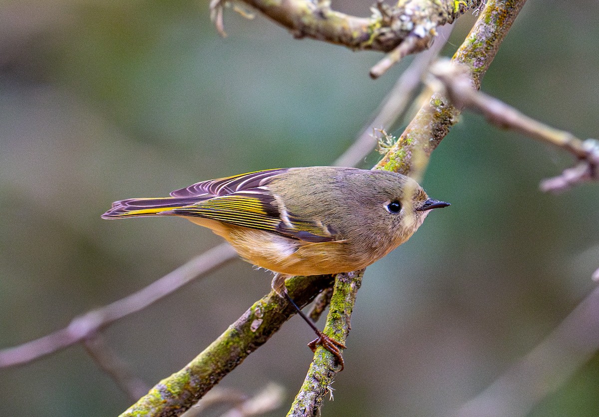 Ruby-crowned Kinglet - ML644254030
