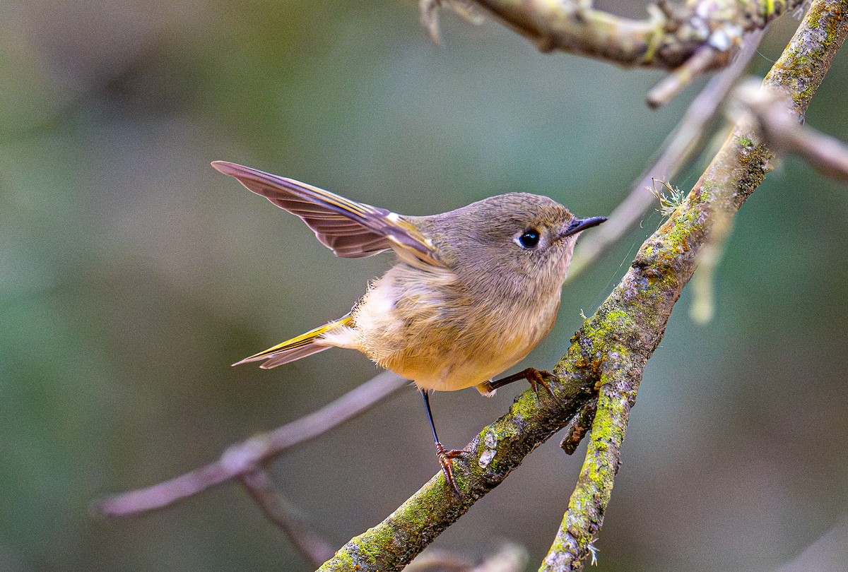 Ruby-crowned Kinglet - ML644254031