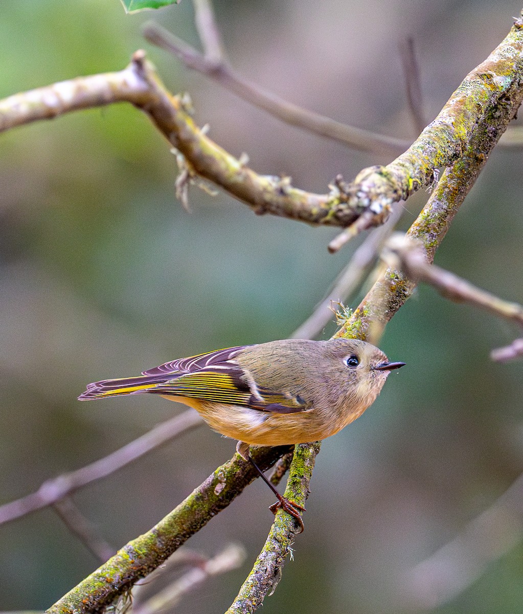 Ruby-crowned Kinglet - ML644254033
