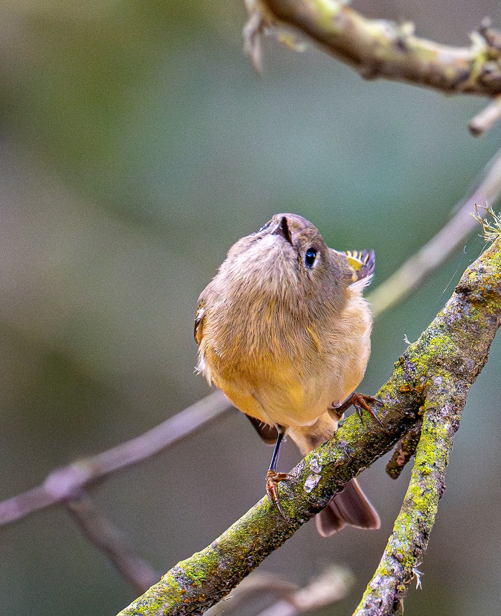 Ruby-crowned Kinglet - ML644254034