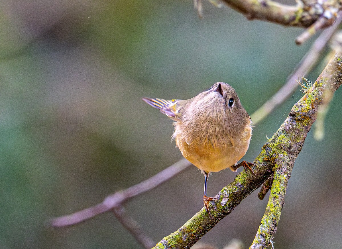 Ruby-crowned Kinglet - ML644254035