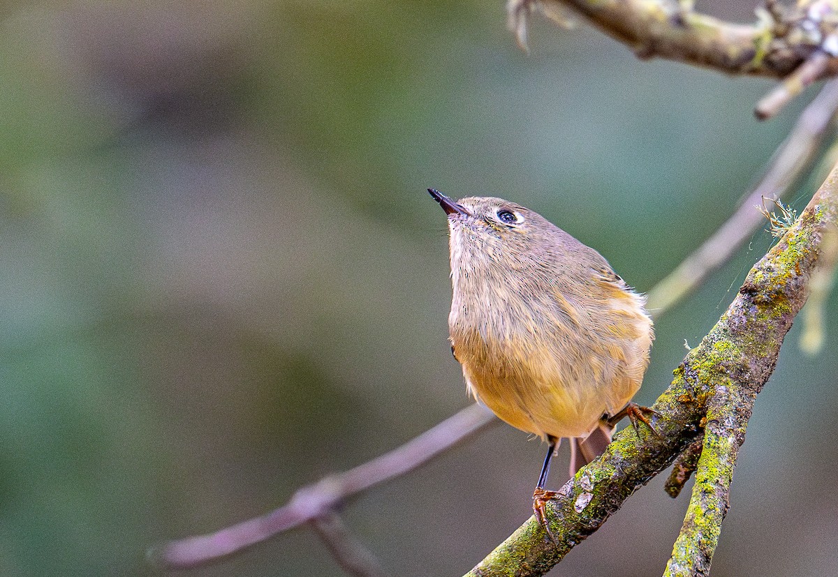 Ruby-crowned Kinglet - ML644254036