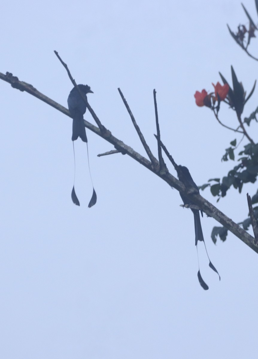 Greater Racket-tailed Drongo - ML644254038