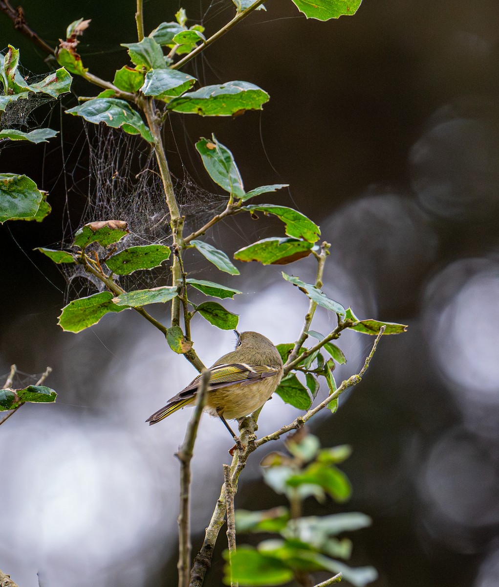 Ruby-crowned Kinglet - ML644254039