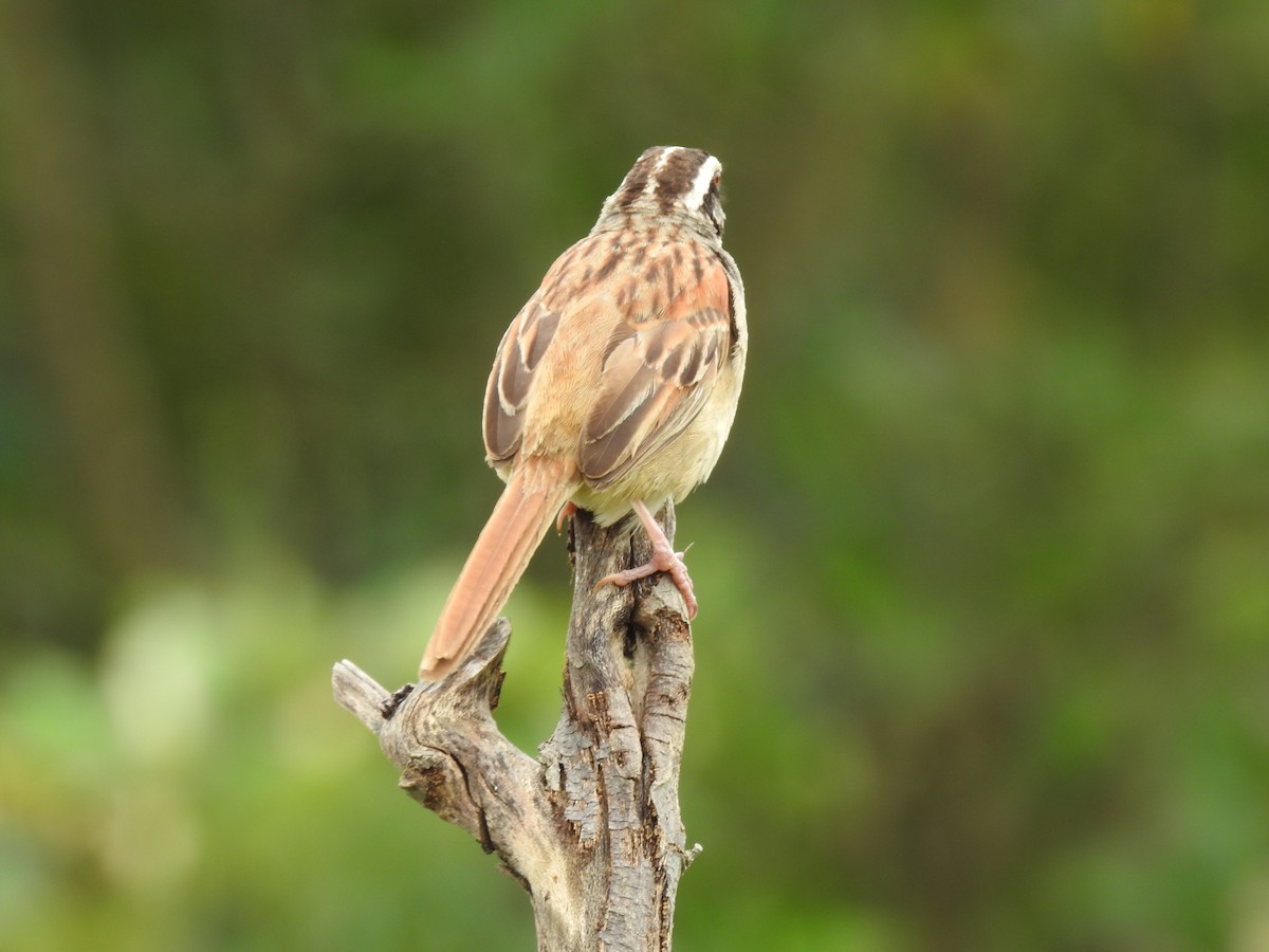 Чінголо широкобровий - ML644254043