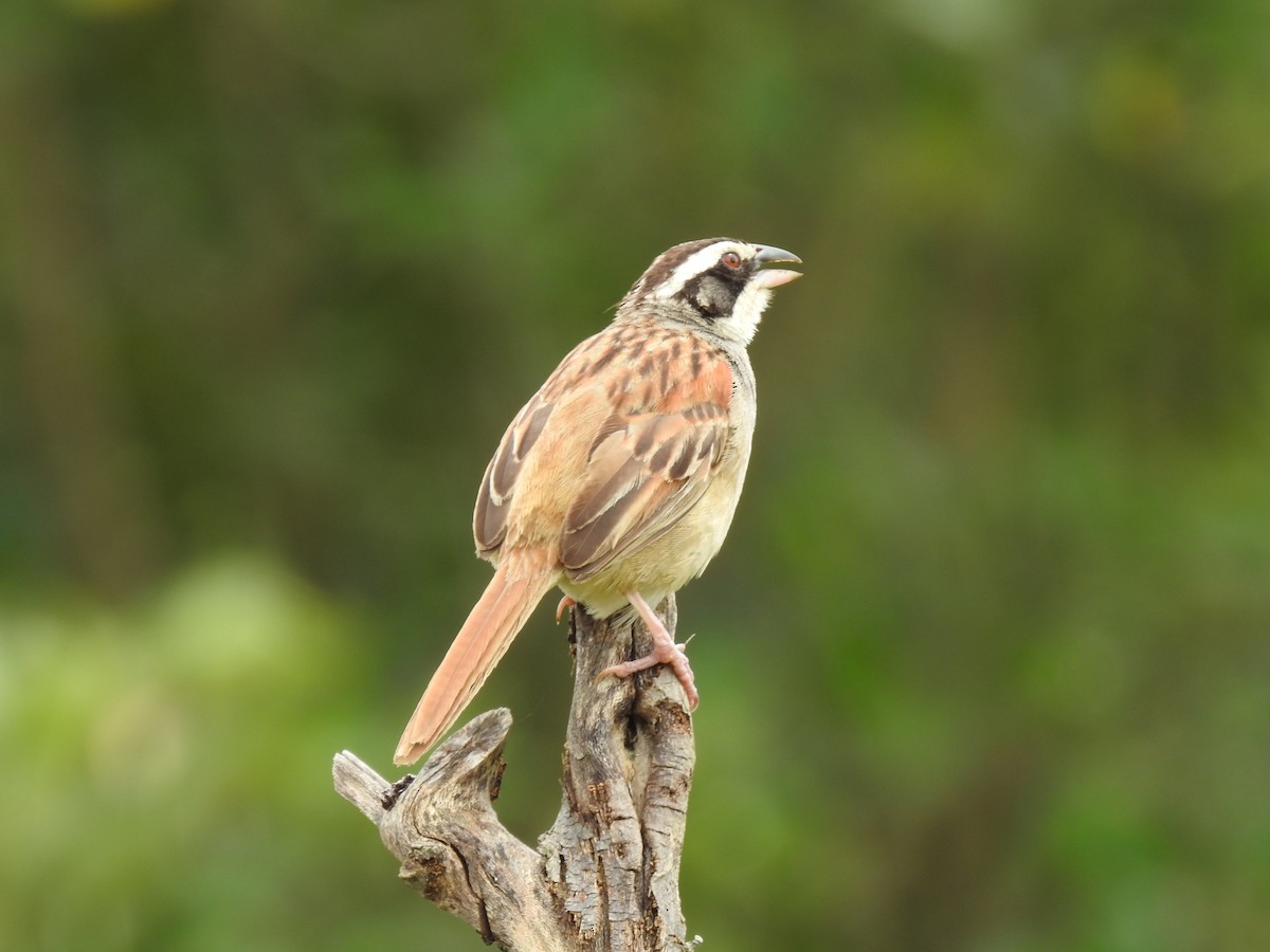 Чінголо широкобровий - ML644254044