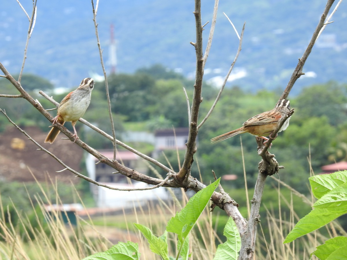 Чінголо широкобровий - ML644254045