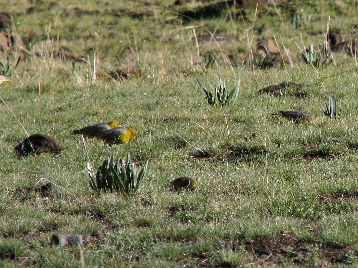 Bright-rumped Yellow-Finch - ML644254064