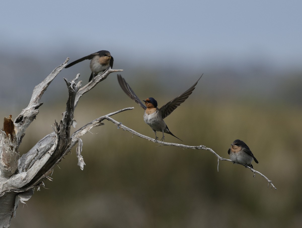 Welcome Swallow - ML644254073