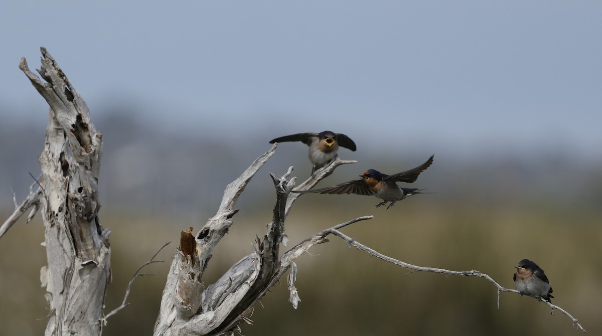 Welcome Swallow - ML644254075