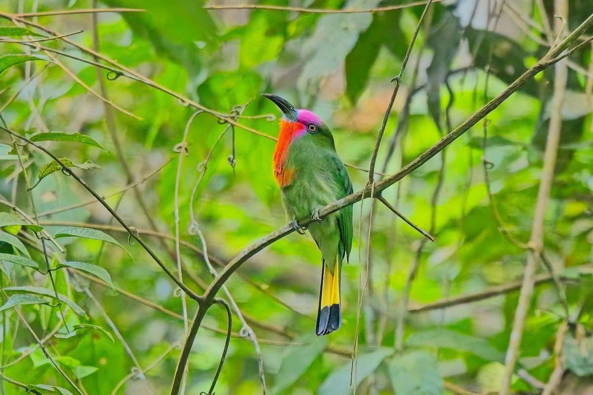 rødskjeggbieter - ML644254088