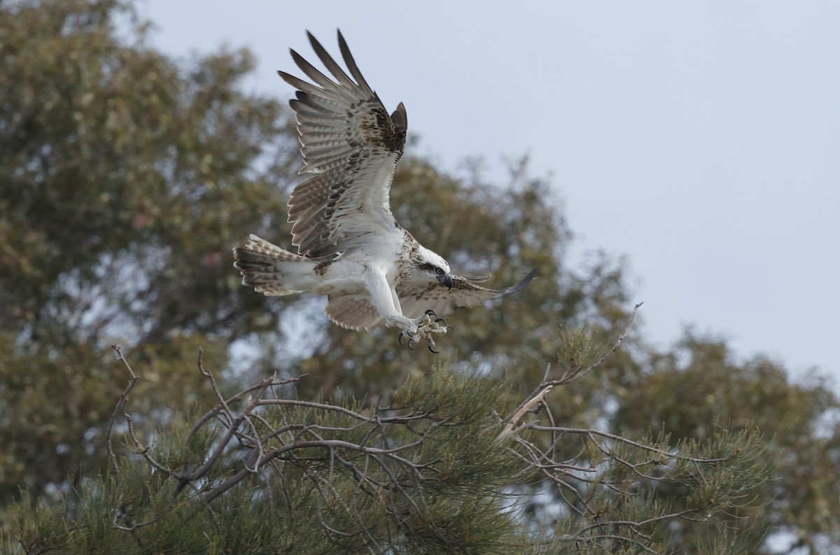 Osprey - ML644254089