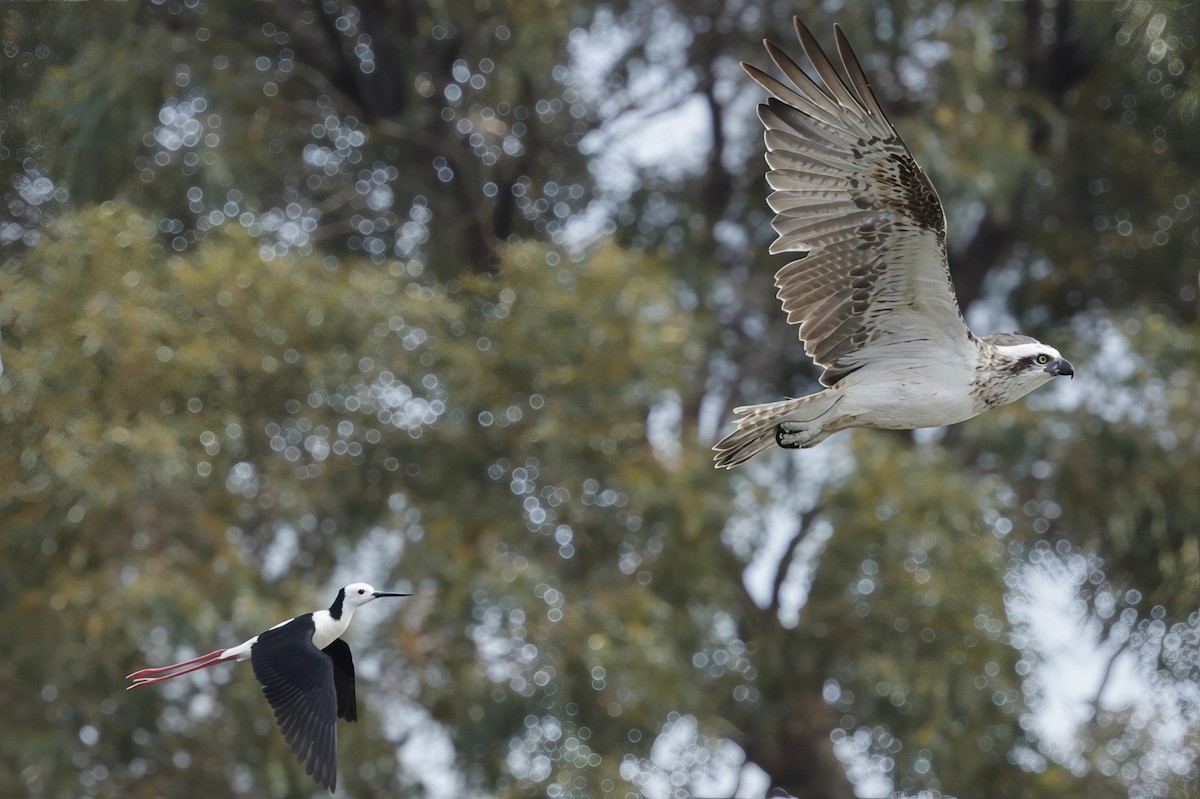 Osprey - ML644254090