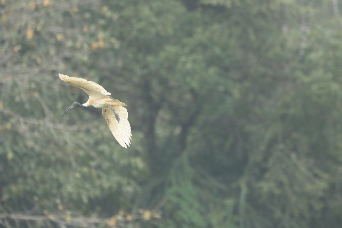 Black-headed Ibis - ML644254096