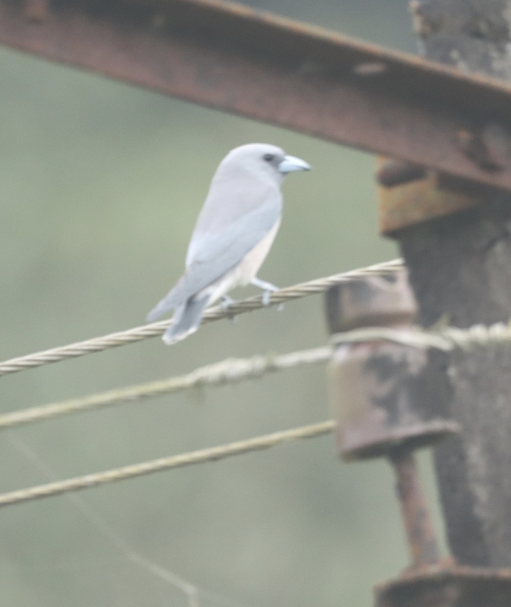 Ashy Woodswallow - ML644254108