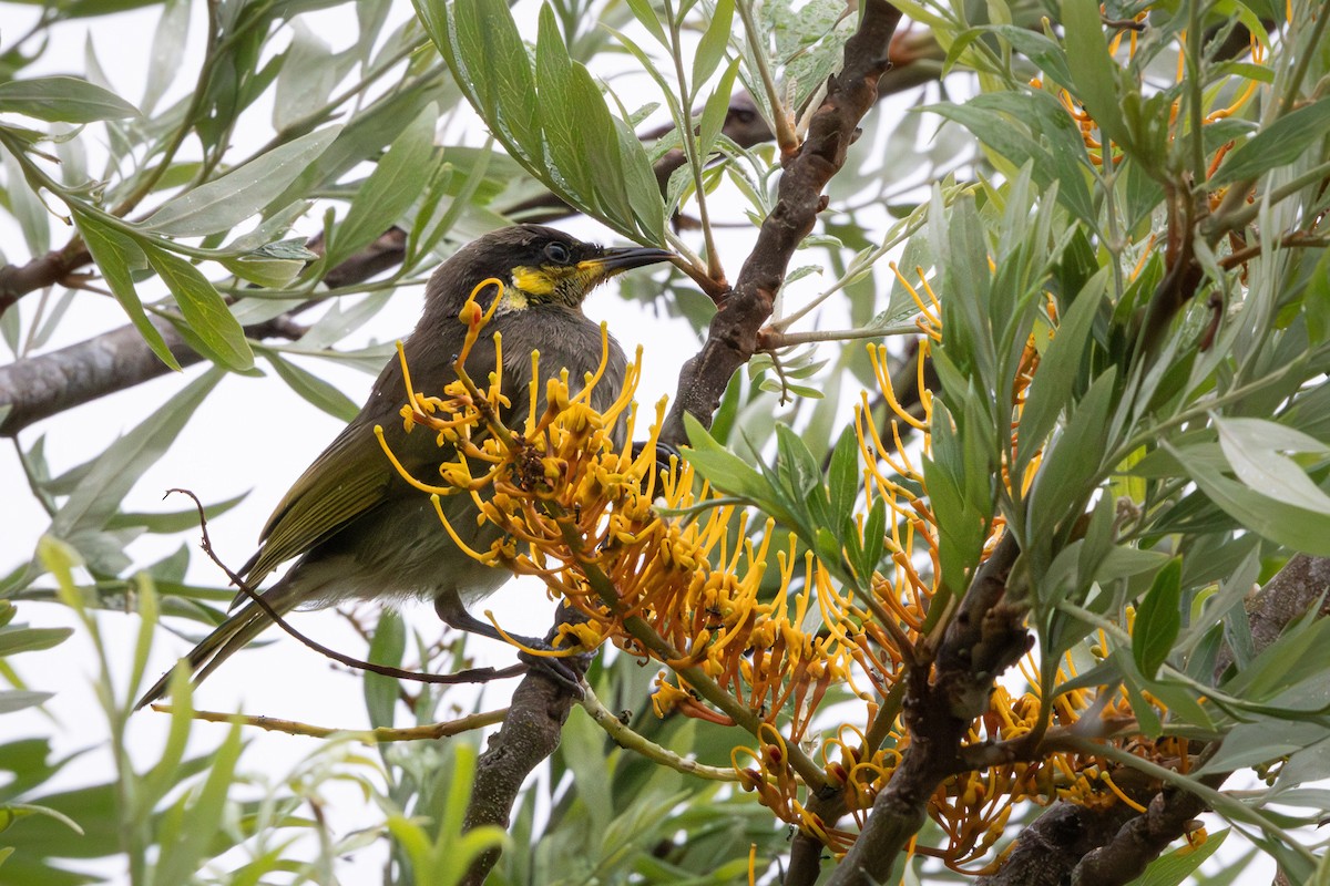 Медник мангровий - ML644254111