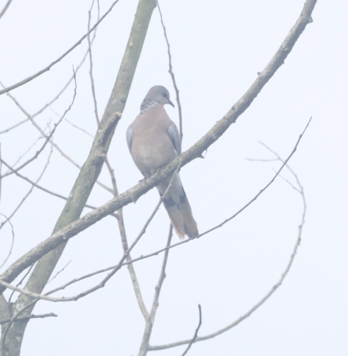 Spotted Dove - ML644254112