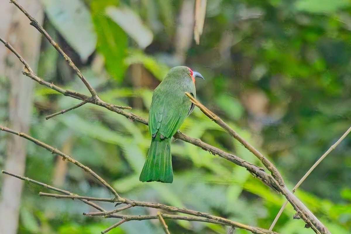 rødskjeggbieter - ML644254113