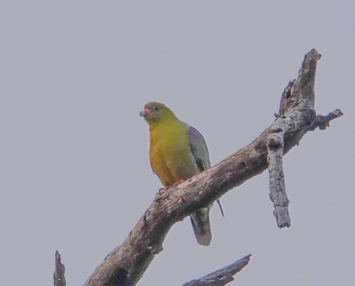 African Green-Pigeon (African) - ML644254114