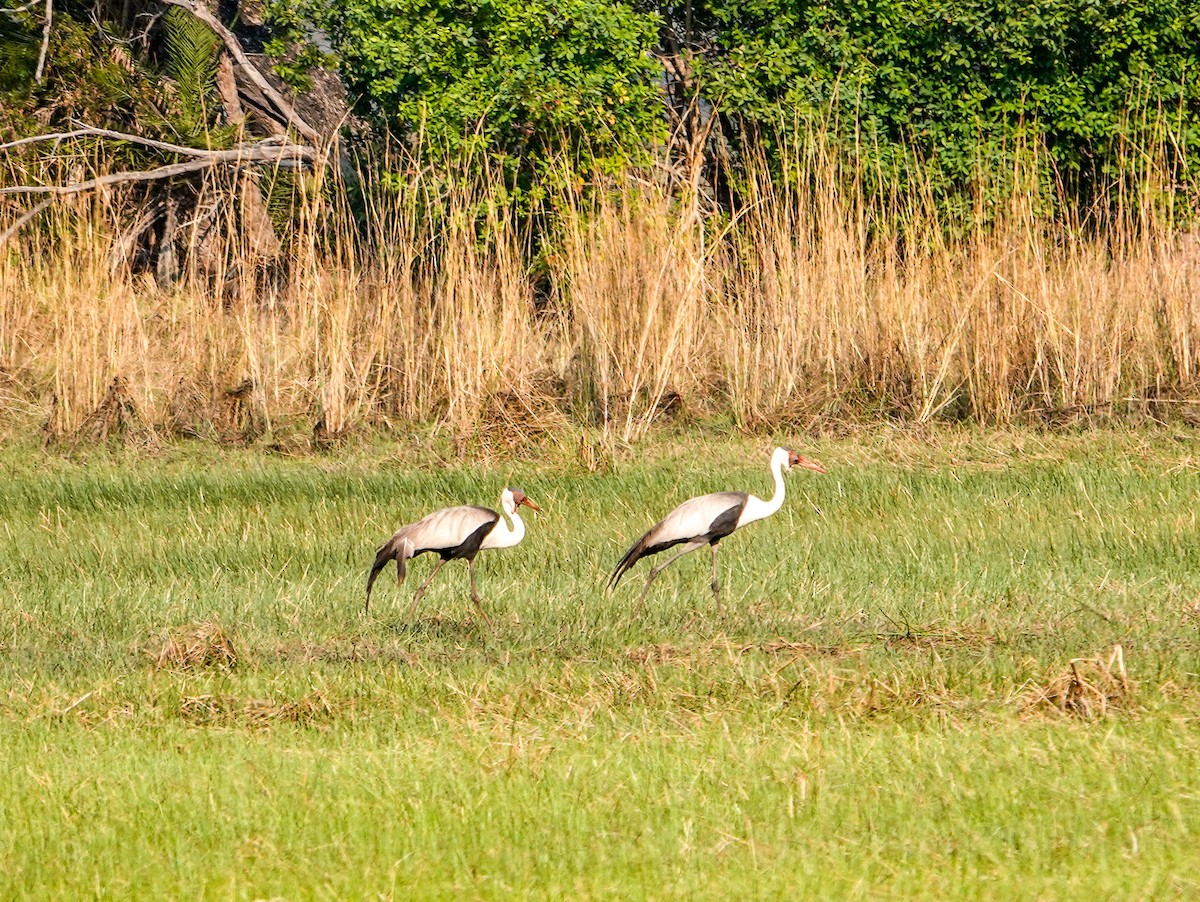 ホオカザリヅル - ML644254115
